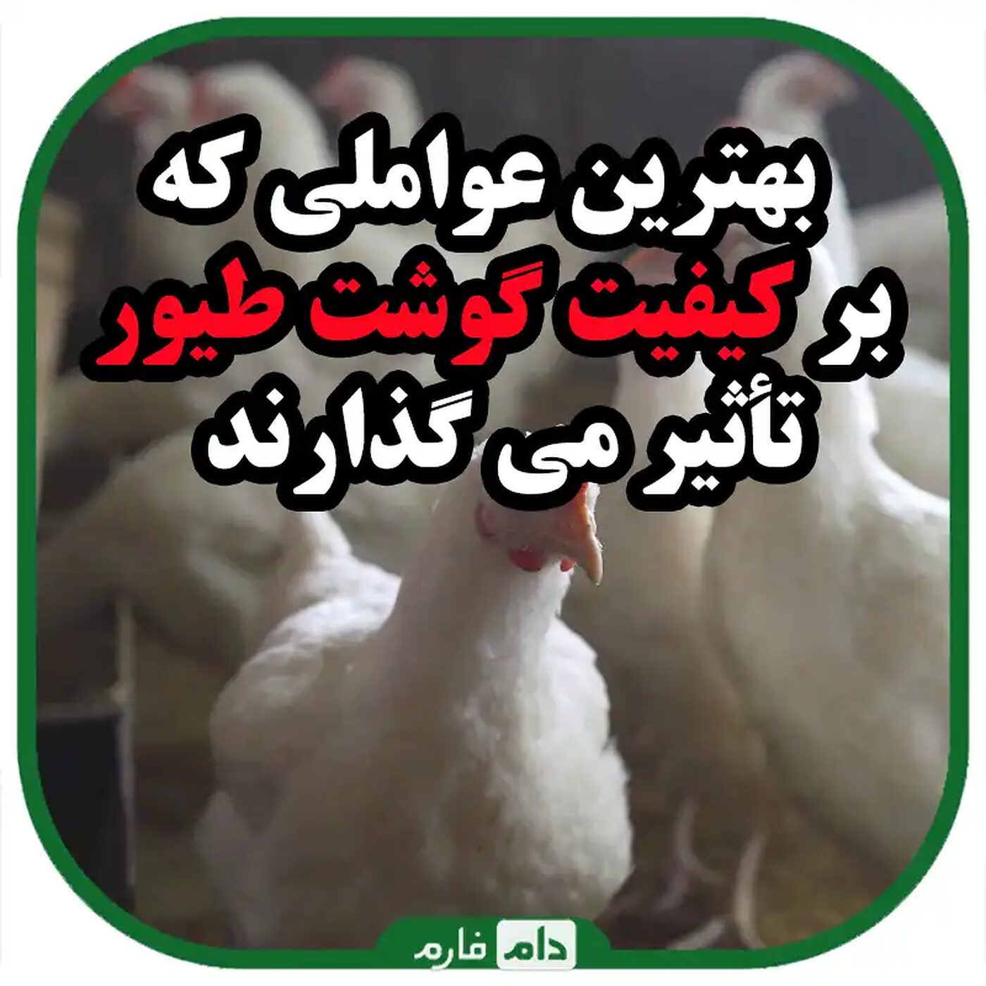 بهترین_عواملی_که_بر_کیفیت_گوشت_طیور_تأثیر_می_گذارند