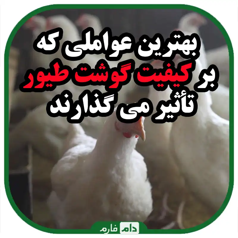 بهترین_عواملی_که_بر_کیفیت_گوشت_طیور_تأثیر_می_گذارند