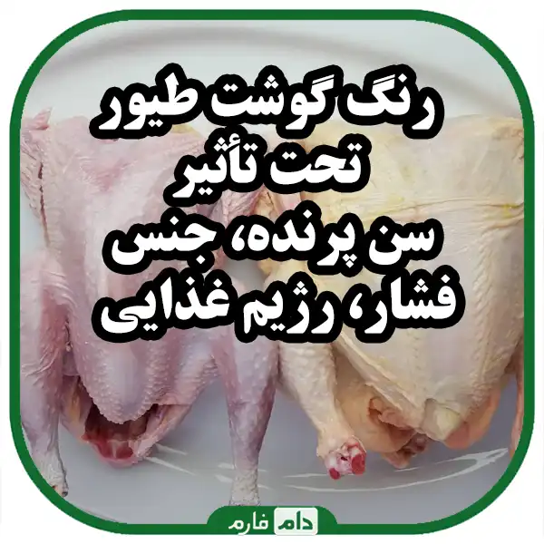 The-best-factors-that-affect-the-quality-of-poultry-meat