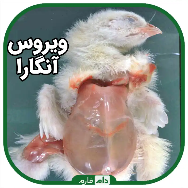 بیماری_آنگارا؛تشخیص؛پیشگیری_و_کنترل؛واکسن
