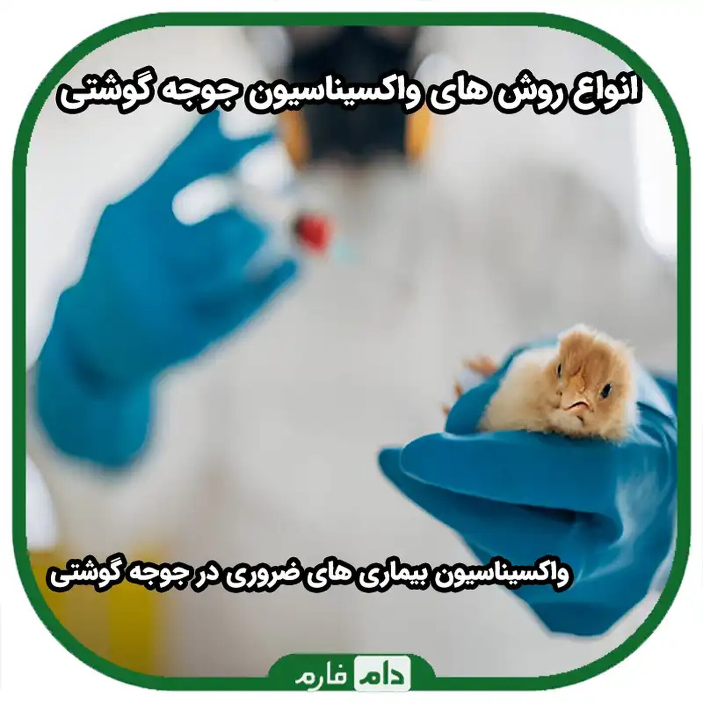 انواع_تزریق_واکسن_به_جوجه_گوشتی_|_10روش_استفاده_از_واکسن_جوجه