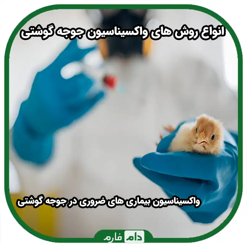 انواع_تزریق_واکسن_به_جوجه_گوشتی_|_10روش_استفاده_از_واکسن_جوجه