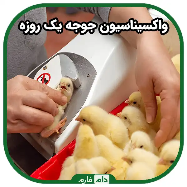 Types-of-vaccine-injection-to-broilers-|-10-methods-of-using-chicken-vaccine