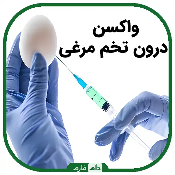 Types-of-vaccine-injection-to-broilers-|-10-methods-of-using-chicken-vaccine