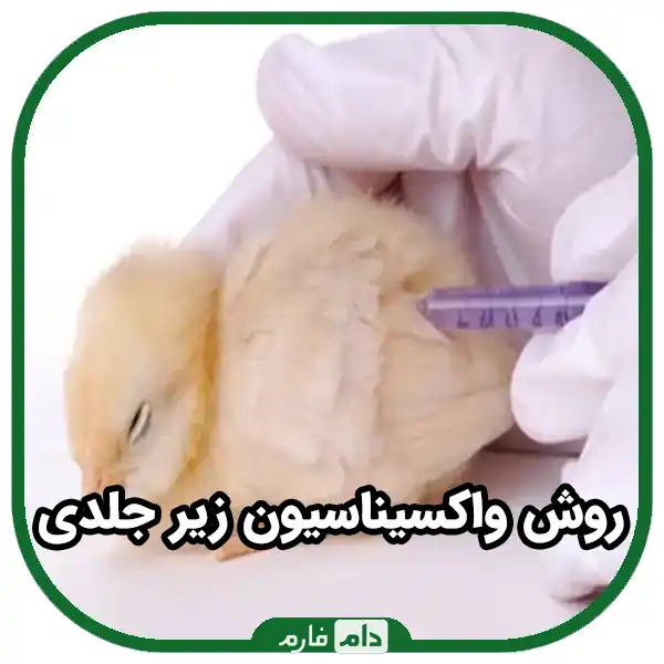 Types-of-vaccine-injection-to-broilers-|-10-methods-of-using-chicken-vaccine