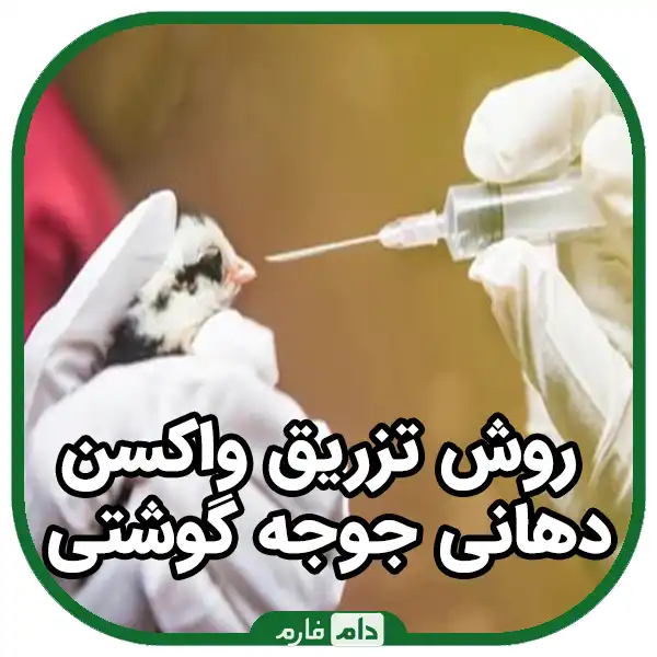 Types-of-vaccine-injection-to-broilers-|-10-methods-of-using-chicken-vaccine