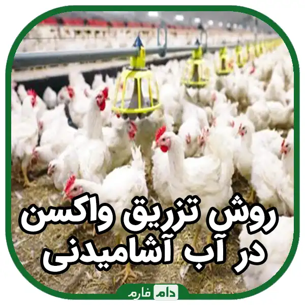 Types-of-vaccine-injection-to-broilers-|-10-methods-of-using-chicken-vaccine