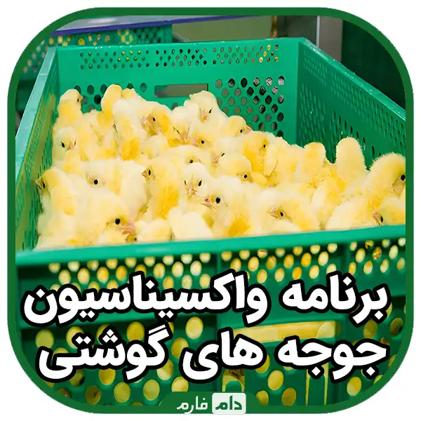 Types-of-vaccine-injection-to-broilers-|-10-methods-of-using-chicken-vaccine