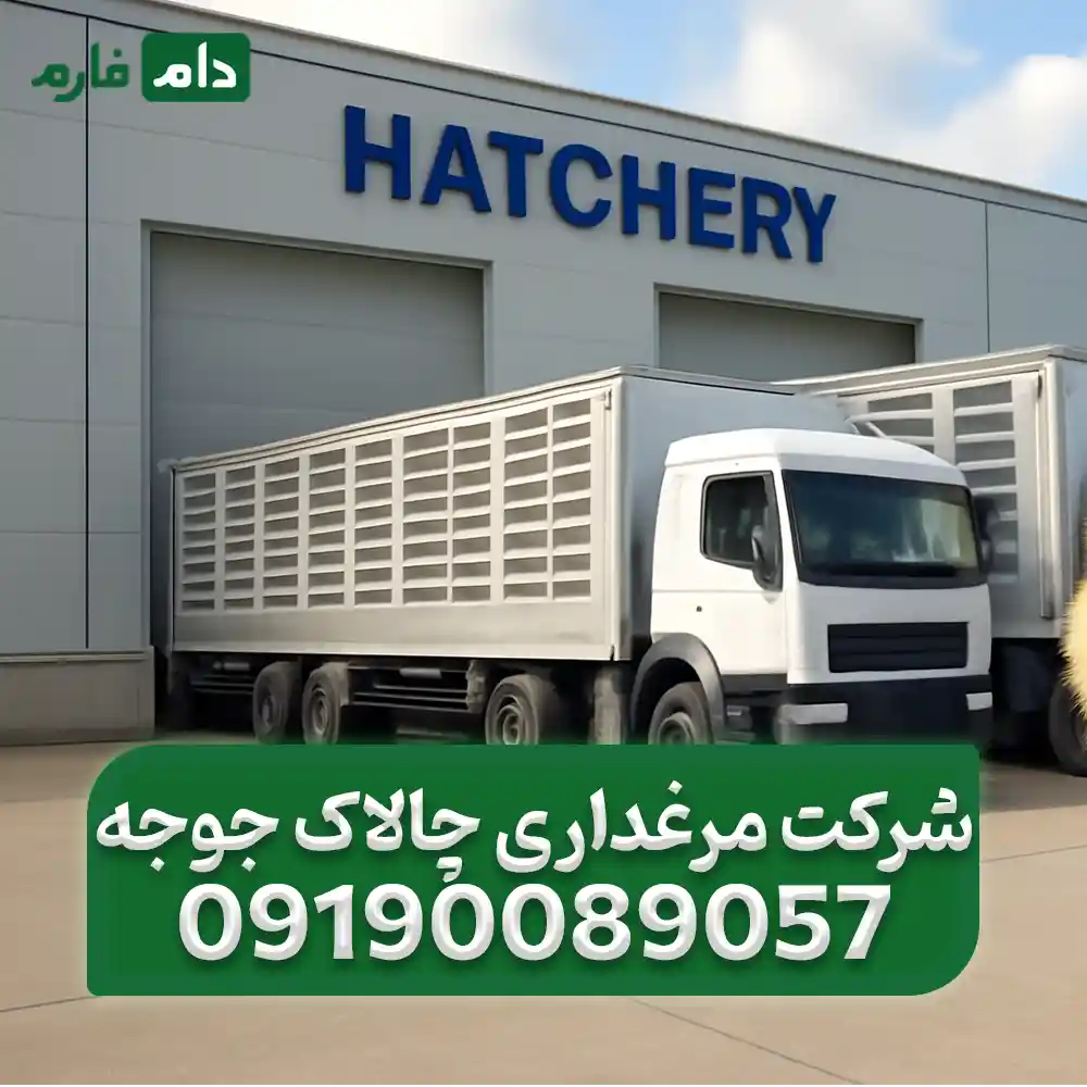 فروش_جوجه_یک_روزه_شرکت_مرغداری_چالاک_جوجه_09190089057
