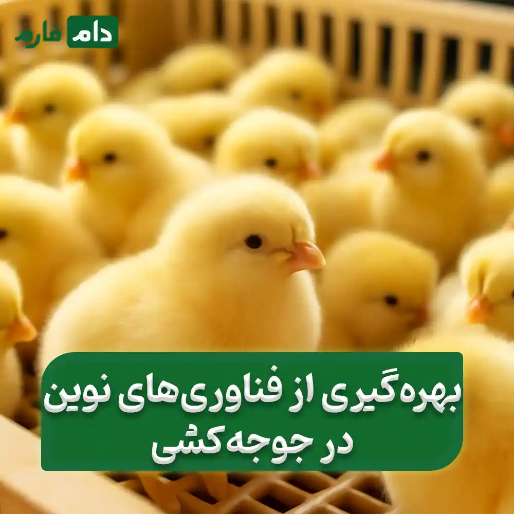 Selling-one-day-old-chicks,-Chalak-Chicken-Poultry-Company-09190089057