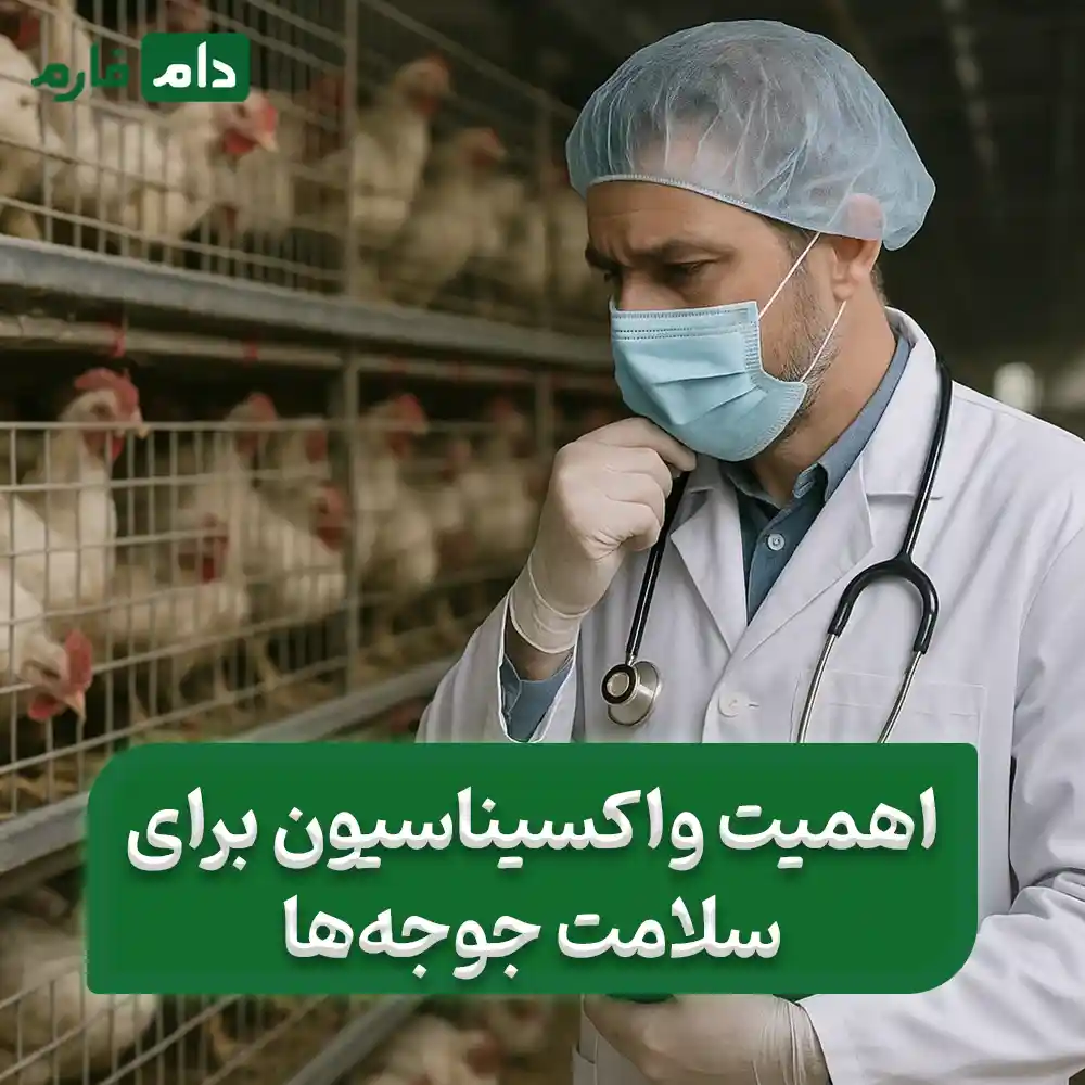 Selling-one-day-old-chicks,-Chalak-Chicken-Poultry-Company-09190089057