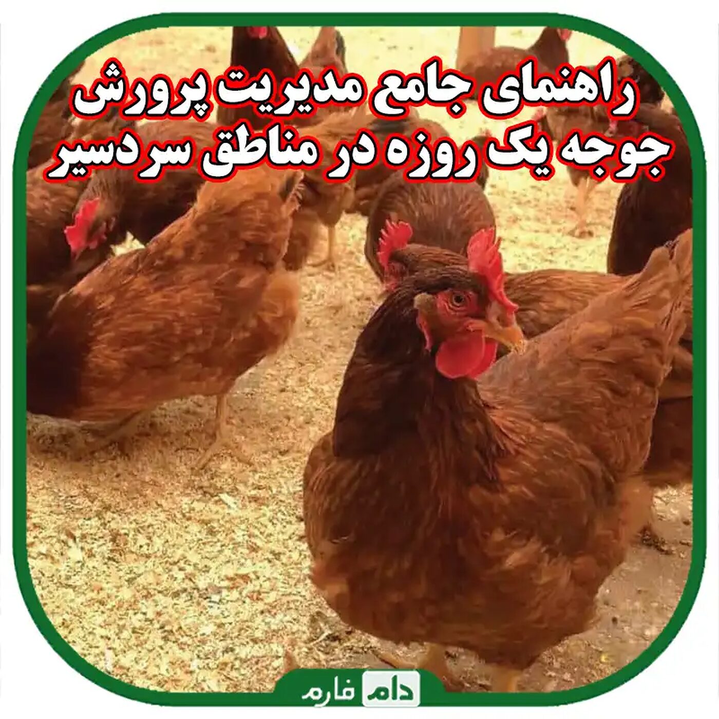 راهنمای_جامع_مدیریت_پرورش_جوجه_یک_روزه_در_مناطق_سردسیر:_از_انتخاب_نژاد_تا_نکات_کلیدی_نگهداری