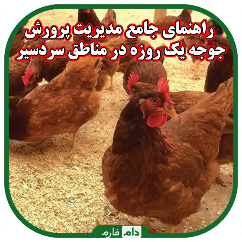 راهنمای_جامع_مدیریت_پرورش_جوجه_یک_روزه_در_مناطق_سردسیر:_از_انتخاب_نژاد_تا_نکات_کلیدی_نگهداری