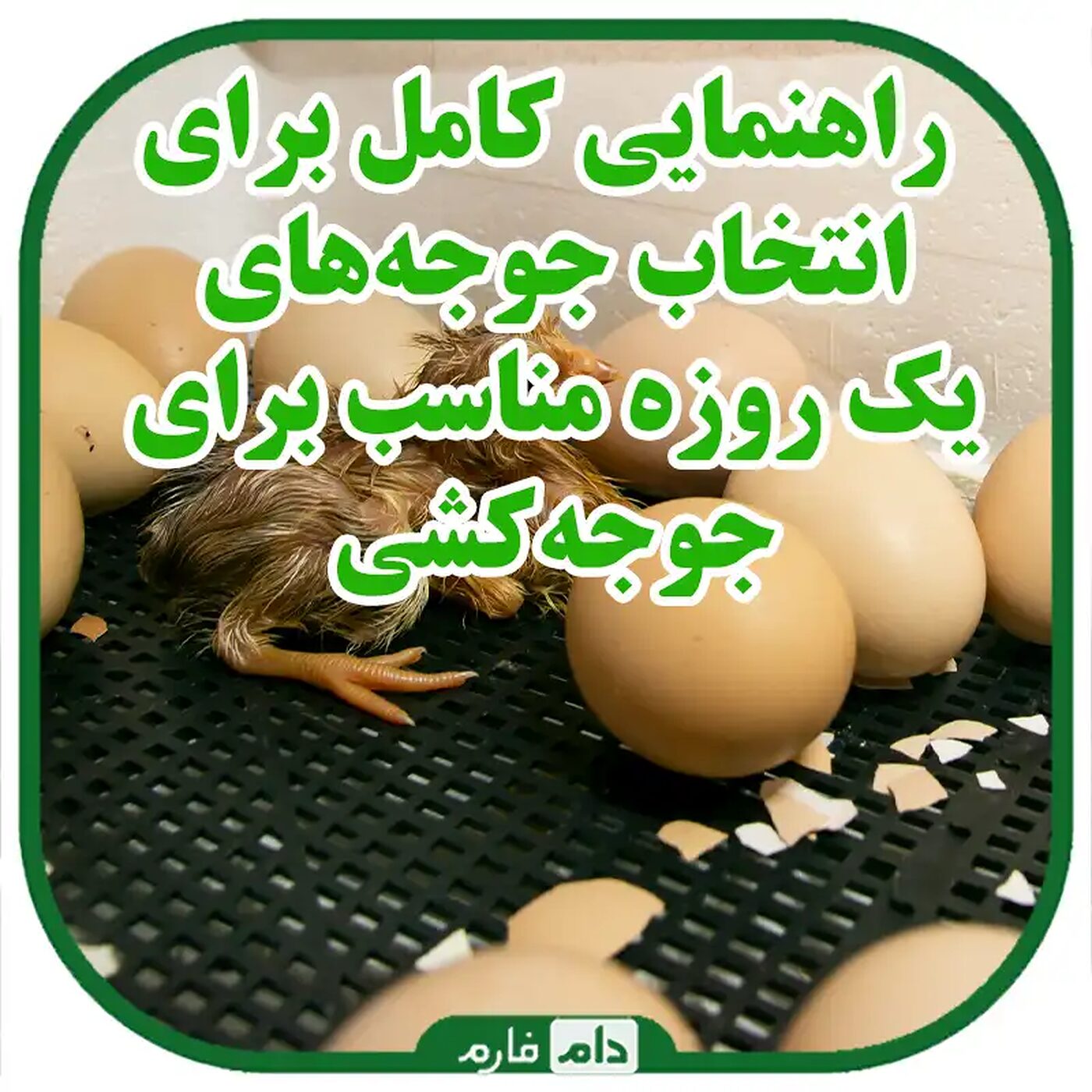 انتخاب_جوجه‌های_یک_روزه_مناسب_برای_جوجه‌کشی