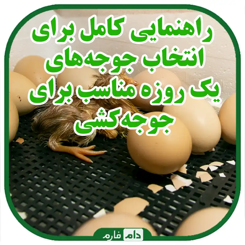 انتخاب_جوجه‌های_یک_روزه_مناسب_برای_جوجه‌کشی