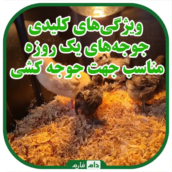 Choosing-day-old-chicks-suitable-for-hatching