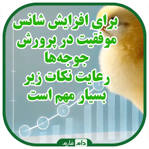 Choosing-day-old-chicks-suitable-for-hatching