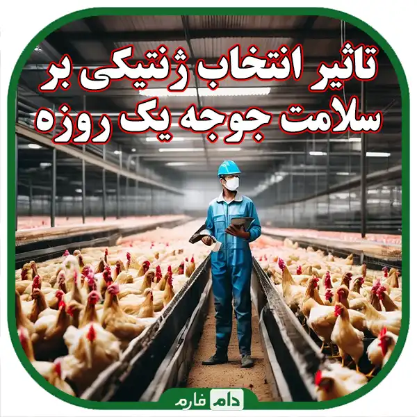 تاثیر_انتخاب_ژنتیکی_بر_سلامت_جوجه_یک_روزه