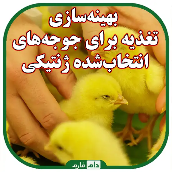 The-effect-of-genetic-selection-on-the-health-of-day-old-chicks