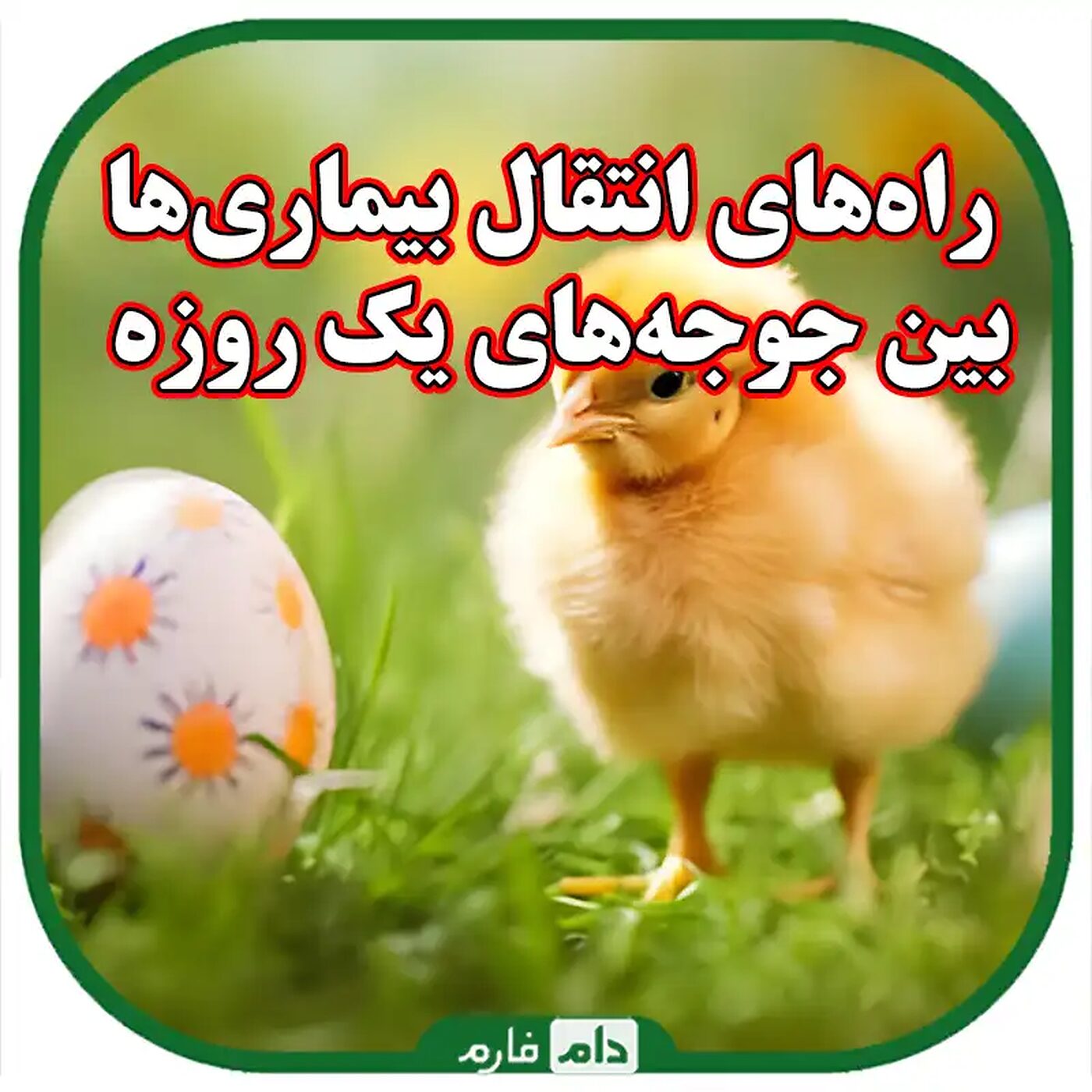 راه‌های_انتقال_بیماری‌ها_بین_جوجه‌های_یک_روزه
