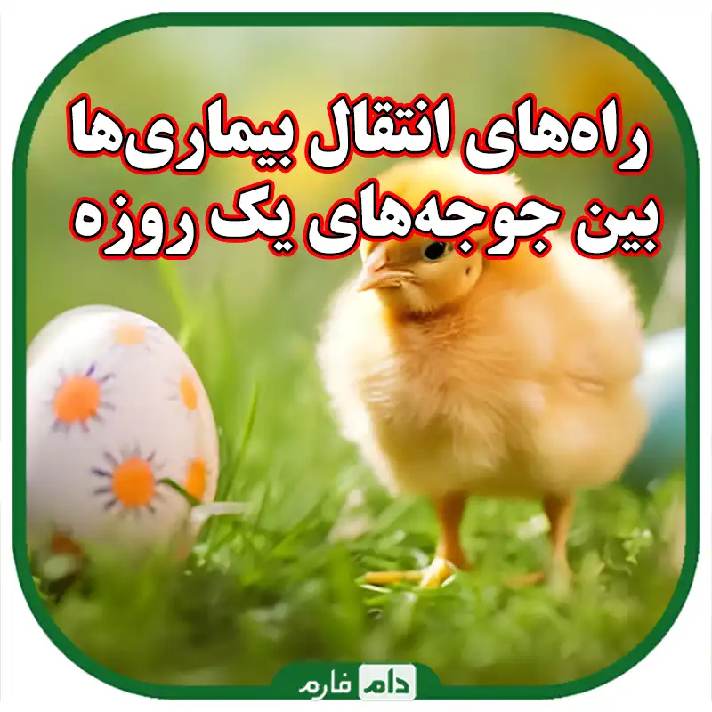 راه‌های_انتقال_بیماری‌ها_بین_جوجه‌های_یک_روزه