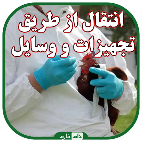 Ways-of-transmission-of-diseases-between-day-old-chicks