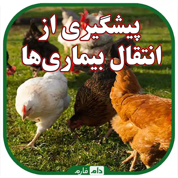 Ways-of-transmission-of-diseases-between-day-old-chicks