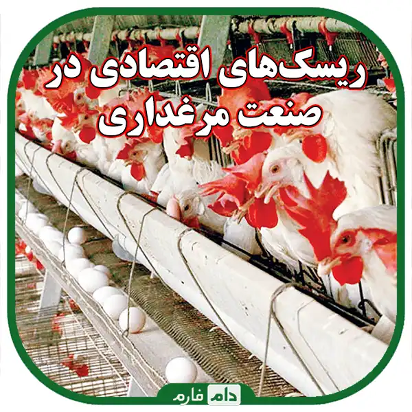Production-costs-and-profitability-strategies-in-the-poultry-industry