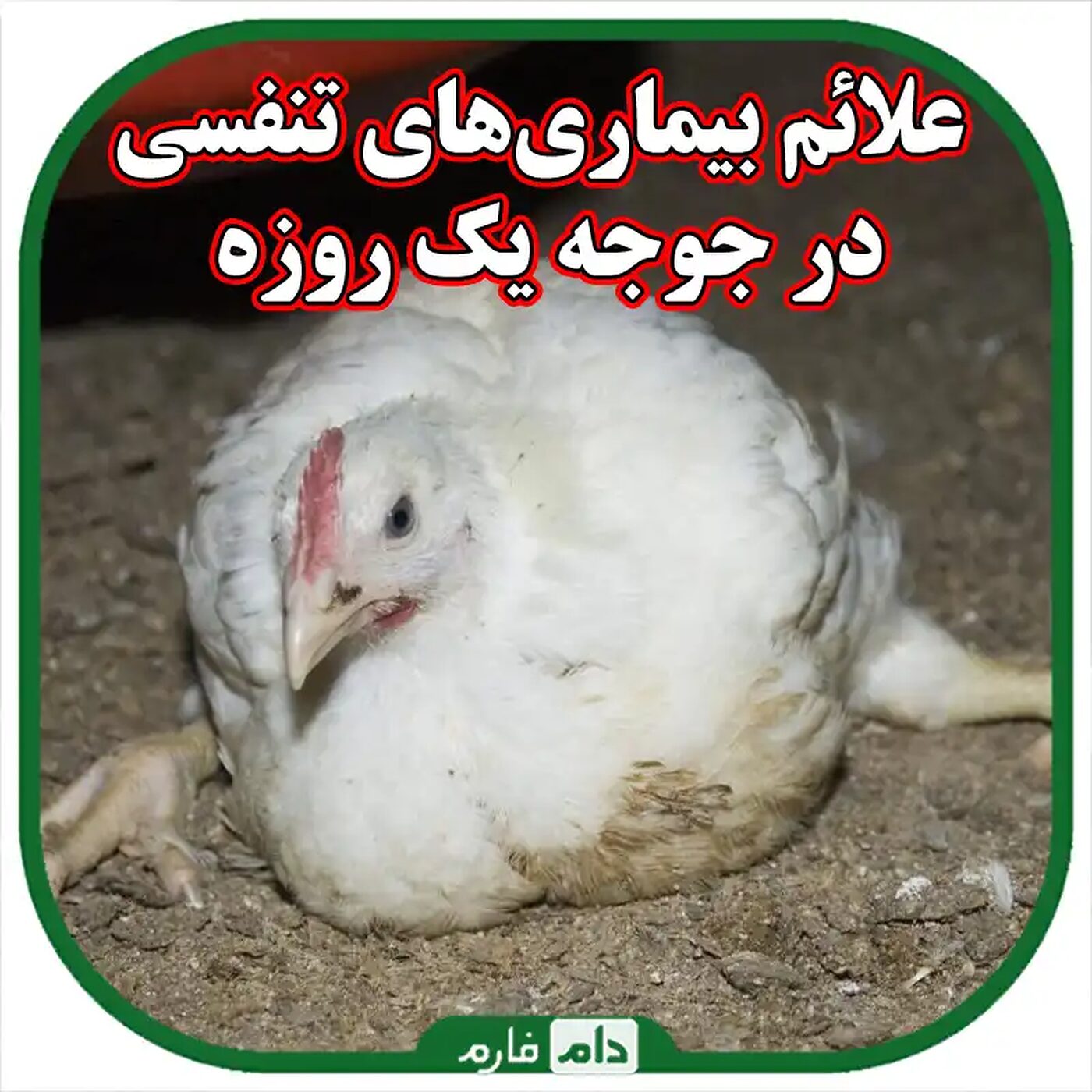 علائم_بیماری‌های_تنفسی_در_جوجه_یک_روزه