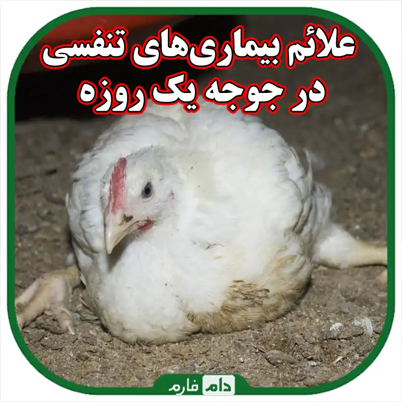 علائم_بیماری‌های_تنفسی_در_جوجه_یک_روزه
