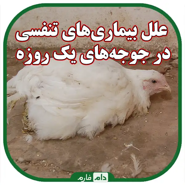 Symptoms-of-diseases-in-day-old-chicks