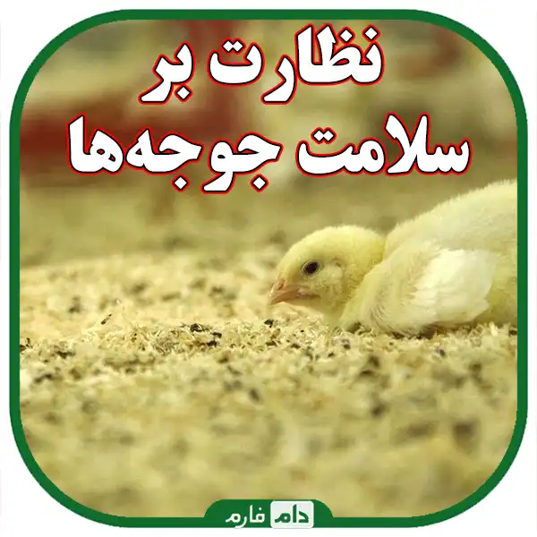 Symptoms-of-diseases-in-day-old-chicks