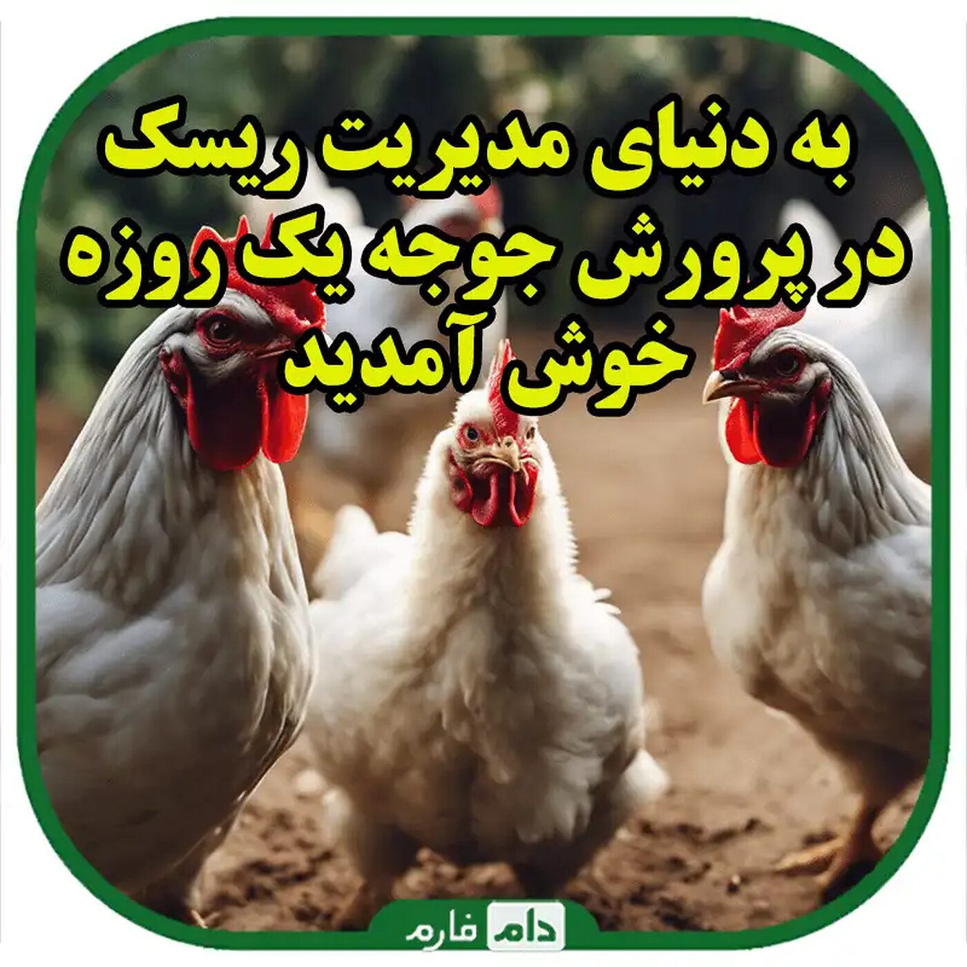 مدیریت_ریسک_در_پرورش_جوجه_یک_روزه_:_راهنمای_جامع_برای_موفقیت