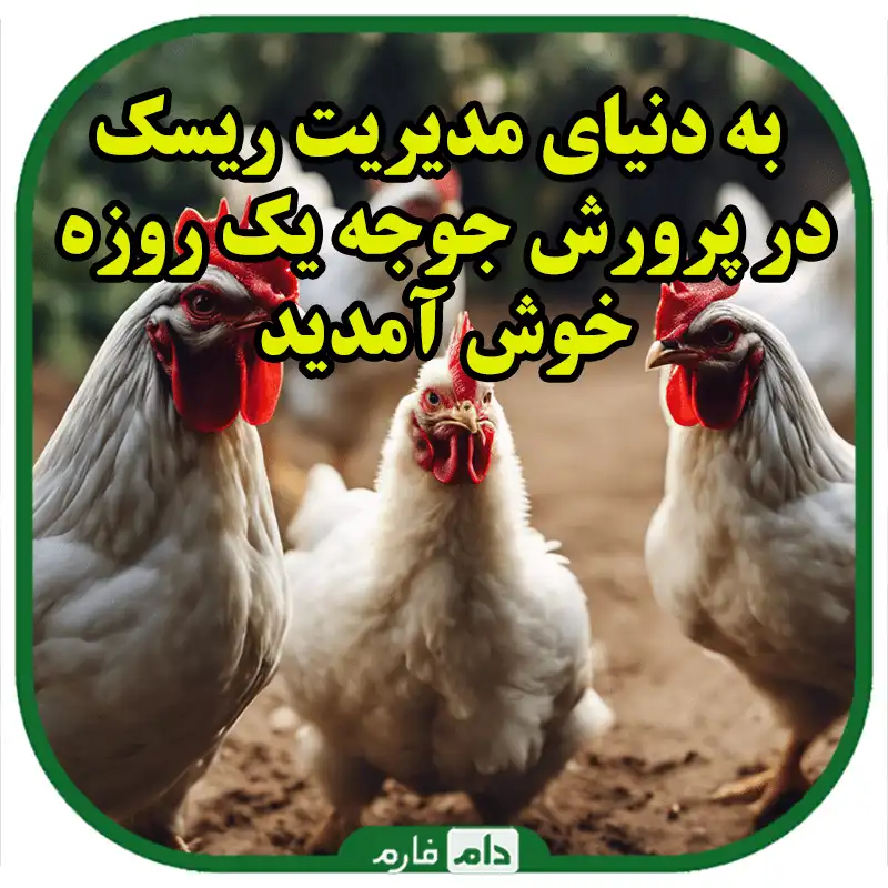 مدیریت_ریسک_در_پرورش_جوجه_یک_روزه_:_راهنمای_جامع_برای_موفقیت