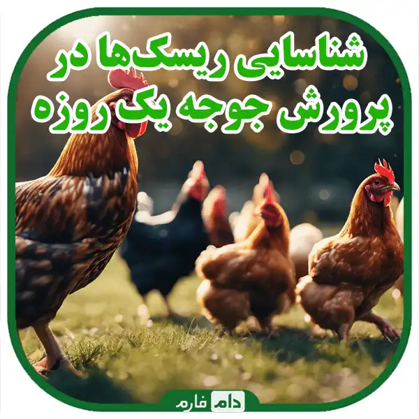 Risk-management-in-day-old-chick-rearing:-A-comprehensive-guide-to-success