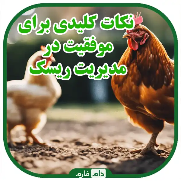 Risk-management-in-day-old-chick-rearing:-A-comprehensive-guide-to-success