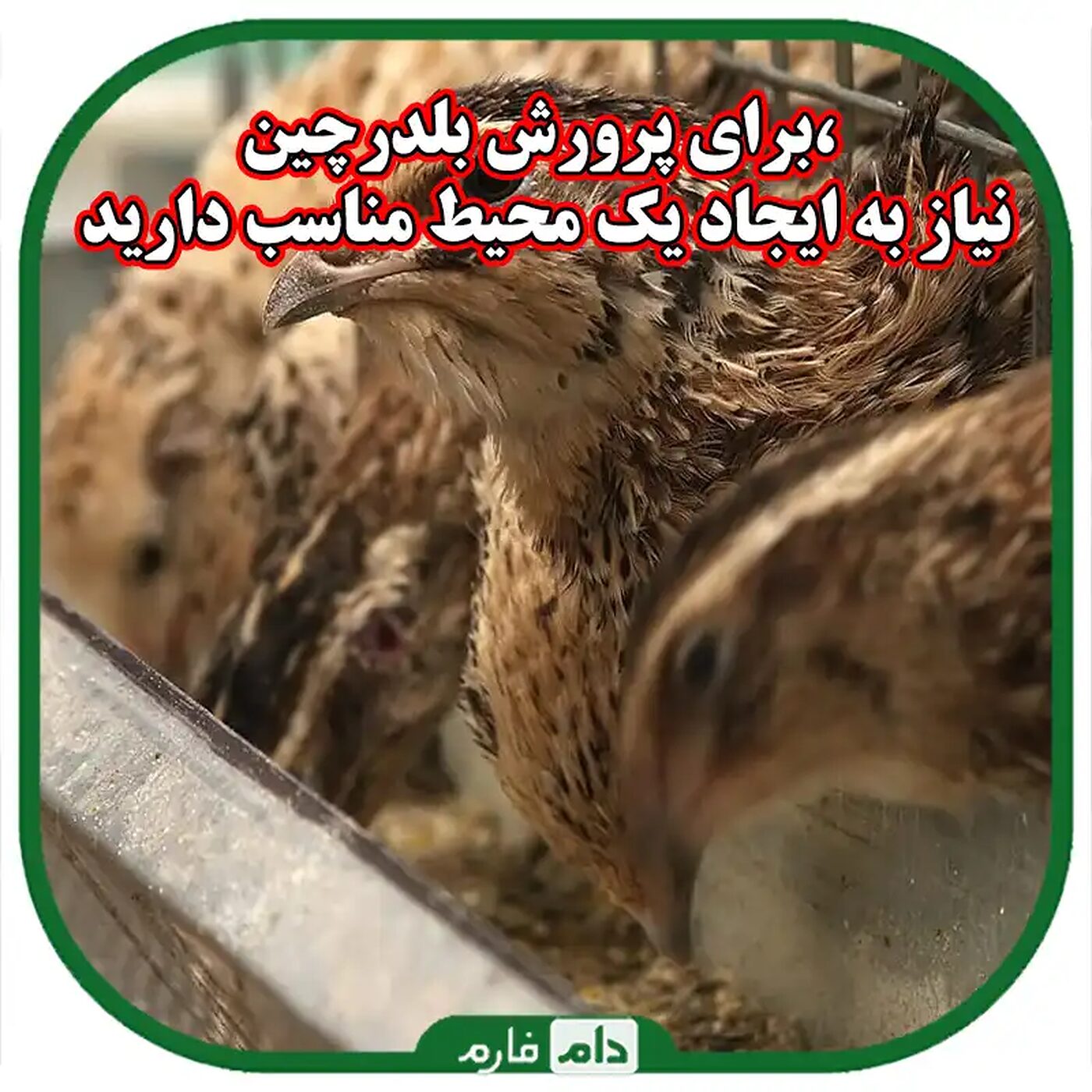 پرورش_بلدرچین_راهنمای_جامع_برای_شروع_یک_کسب_و_کار_موفق