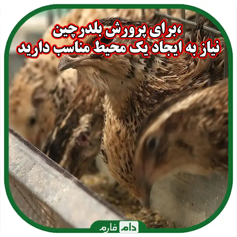 پرورش_بلدرچین_راهنمای_جامع_برای_شروع_یک_کسب_و_کار_موفق