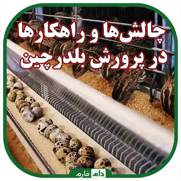 Quail-farming-comprehensive-guide-to-start-a-successful-business