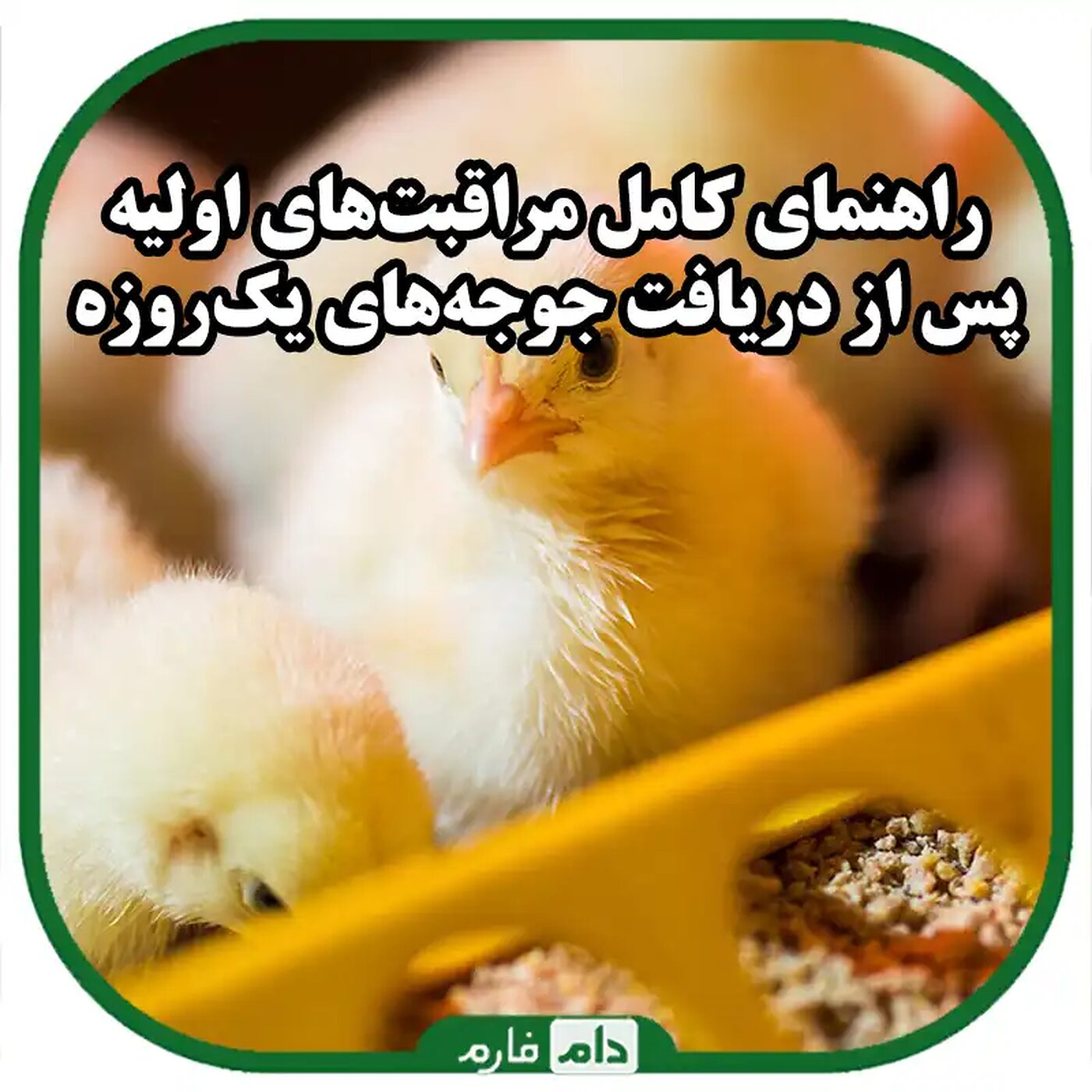 راهنمای_کامل_مراقبت‌های_اولیه_پس_از_دریافت_جوجه‌های_یک‌روزه_