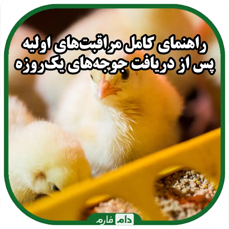 راهنمای_کامل_مراقبت‌های_اولیه_پس_از_دریافت_جوجه‌های_یک‌روزه_