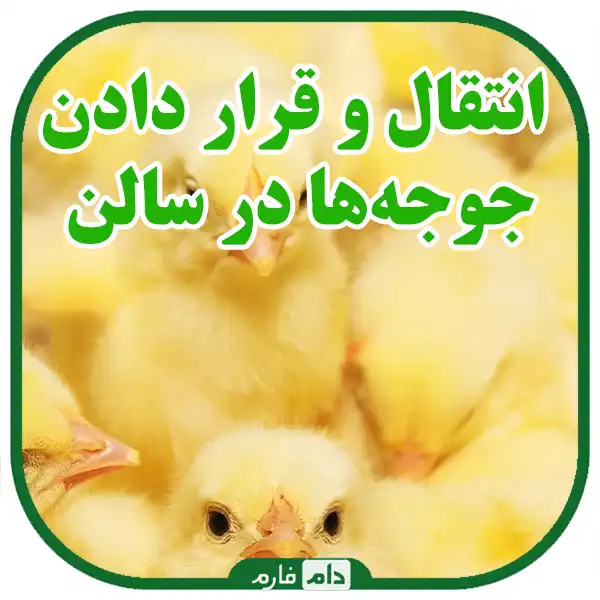 A-complete-guide-to-basic-care-after-receiving-day-old-chicks
