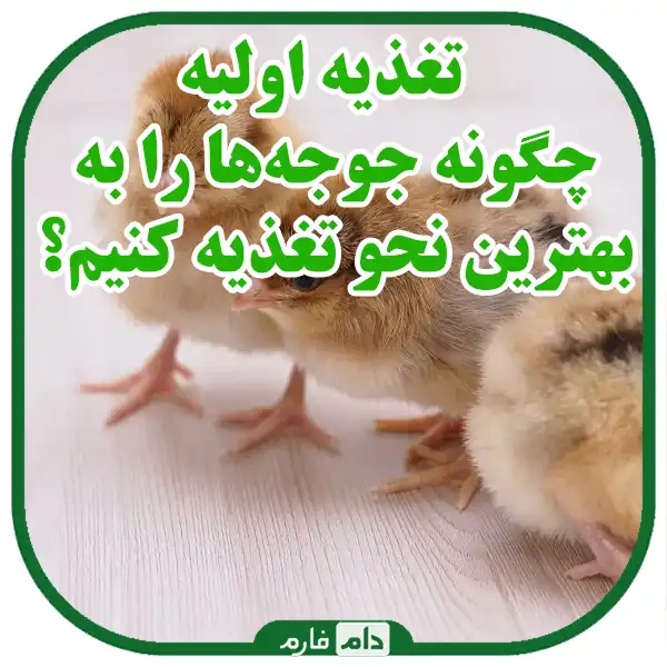 A-complete-guide-to-basic-care-after-receiving-day-old-chicks