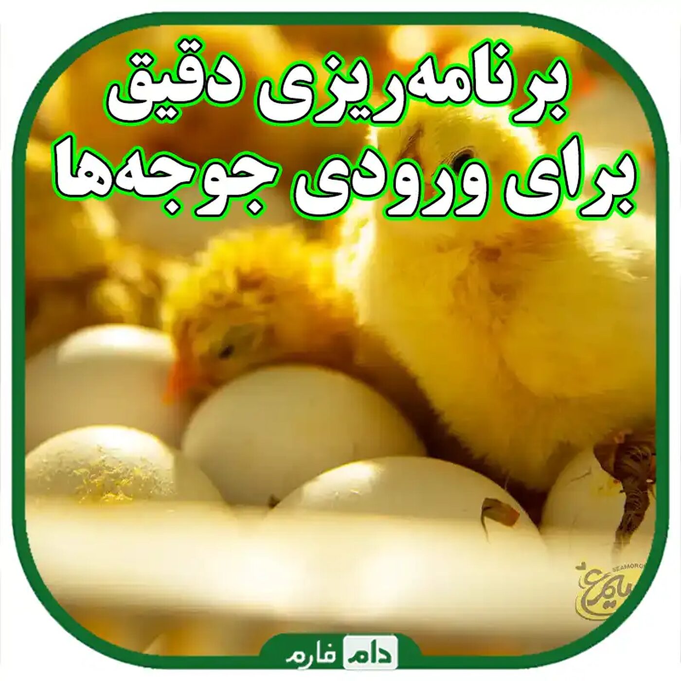 مدیریت_بهینه_جمعیت_جوجه_یک_روزه_در_فضاهای_محدود