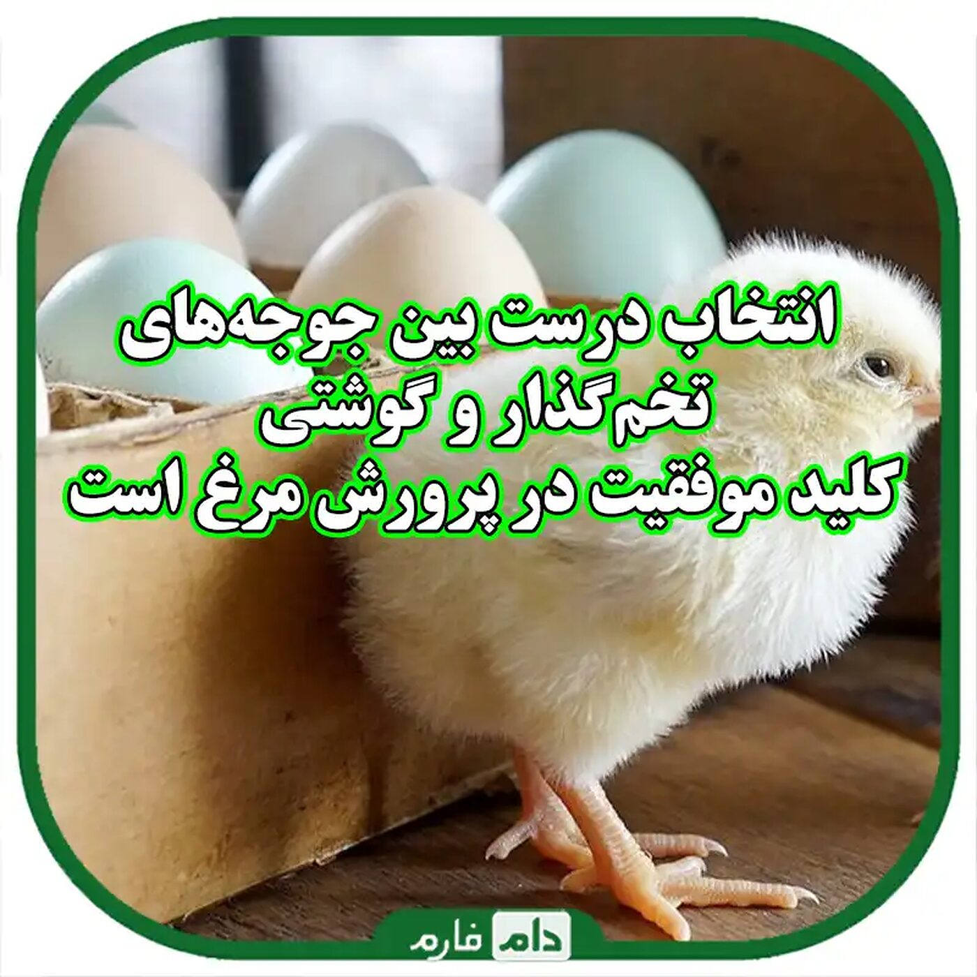تفاوت_جوجه‌های_یک_روزه_تخم‌گذار_و_گوشتی:_راهنمای_جامع_برای_پرورش‌دهندگان