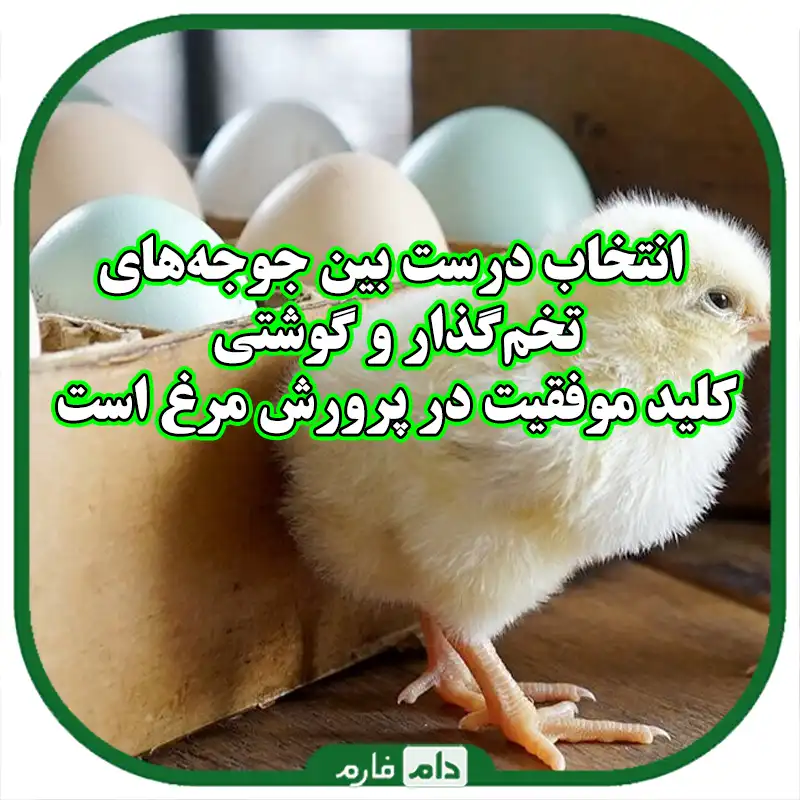 تفاوت_جوجه‌های_یک_روزه_تخم‌گذار_و_گوشتی:_راهنمای_جامع_برای_پرورش‌دهندگان