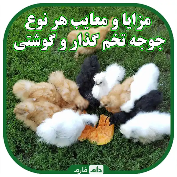 Day-old-chickens,-the-difference-between-layers-and-broilers:-a-comprehensive-guide-for-breeders