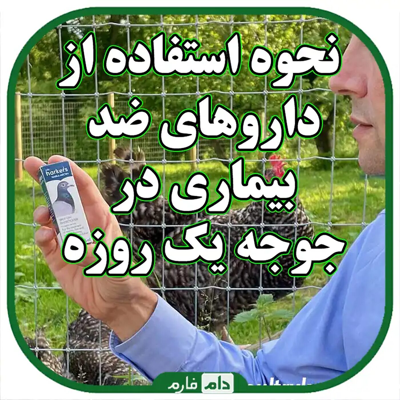 نحوه_استفاده_از_داروهای_ضد_بیماری_در_جوجه_یک_روزه