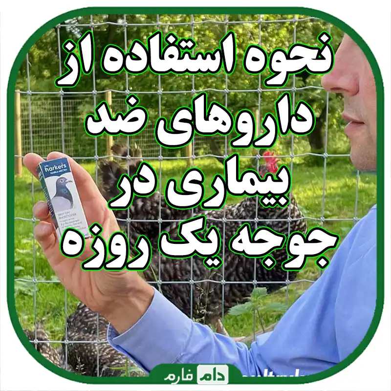 نحوه_استفاده_از_داروهای_ضد_بیماری_در_جوجه_یک_روزه