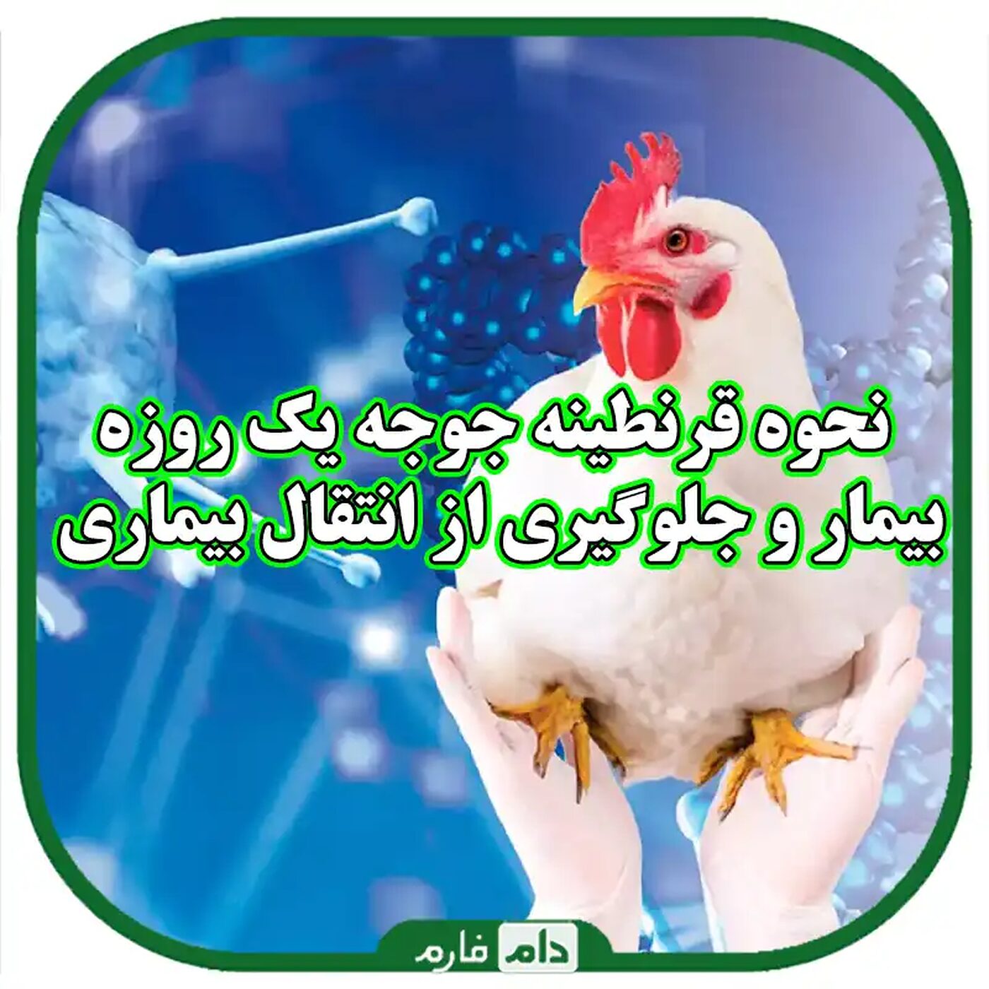 نحوه_قرنطینه_جوجه_یک_روزه_بیمار_و_جلوگیری_از_انتقال_بیماری